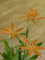 Foto: Dr. Peter Müller